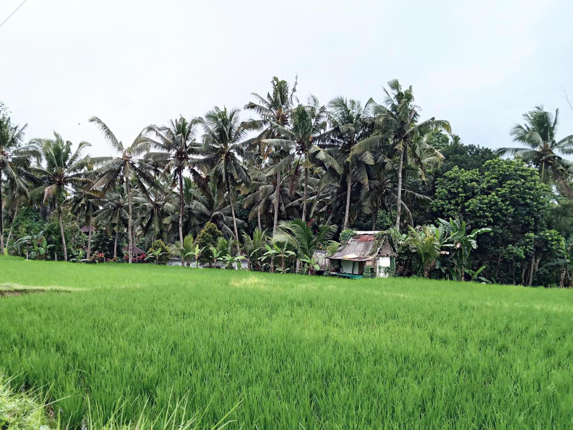 Hotel Mandala Blu Wellness à Ubud Extérieur photo